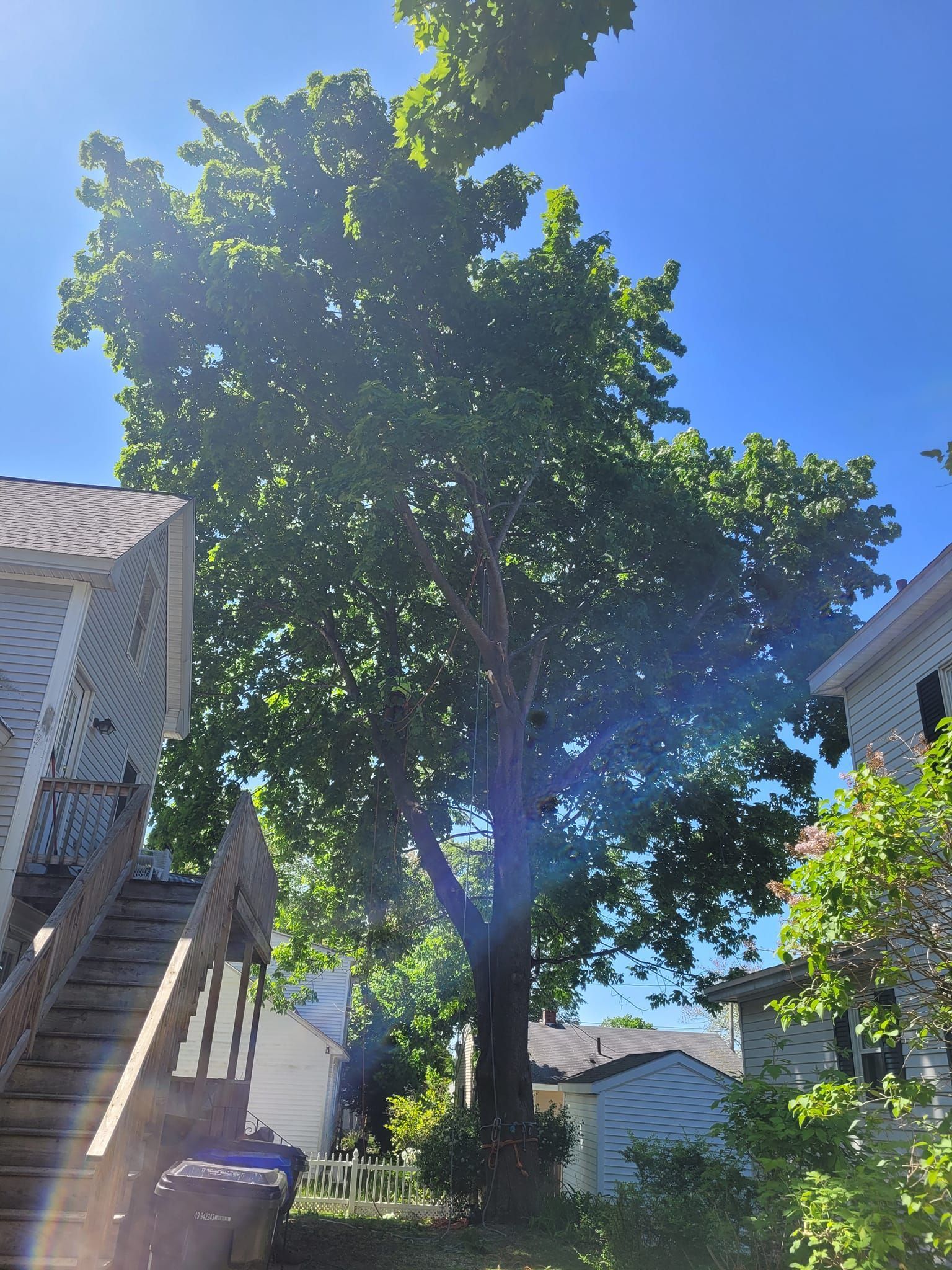 A large tree is in front of a house on a sunny day.