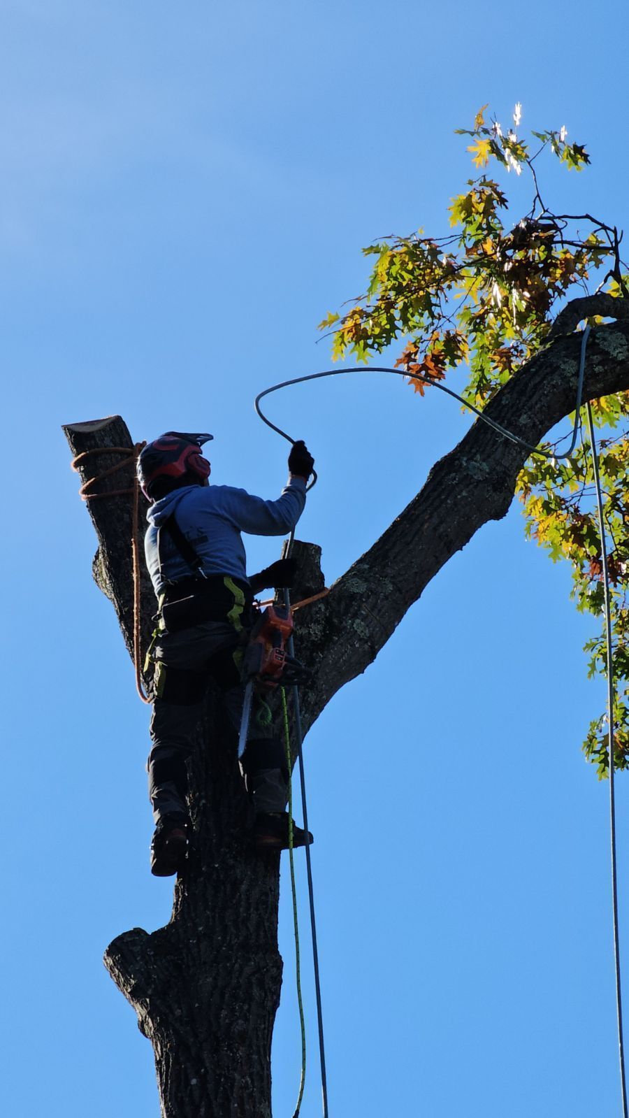 A man is cutting a tree with a chainsaw
