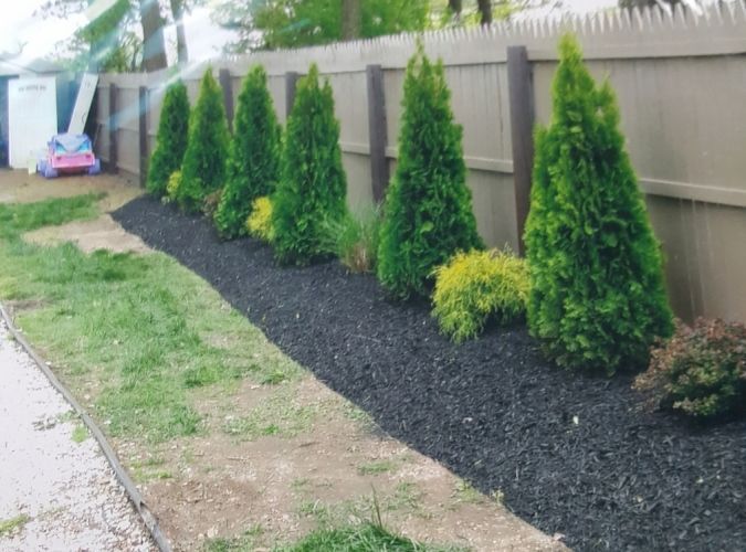 A row of trees in a garden next to a fence.
