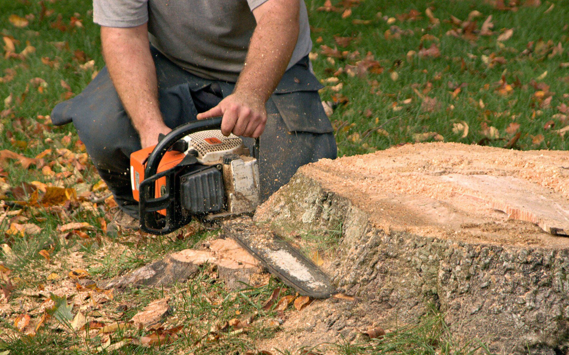 wise tree care wise tree care