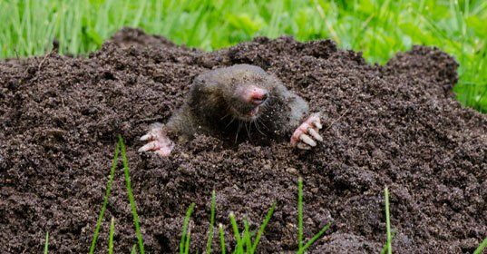 Mole put out his head from molehill hole