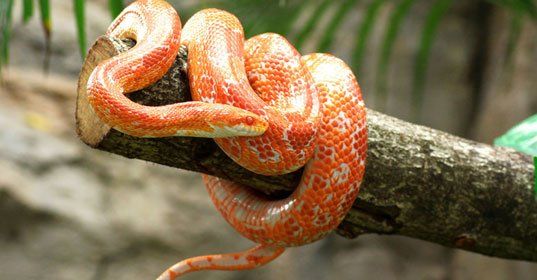 Orange snake