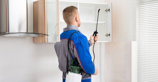 Young Worker Spraying Insecticide On Shelf Of Kitchen Room