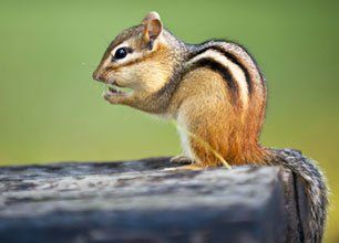 Wild squirrel sitting on log eating peanut