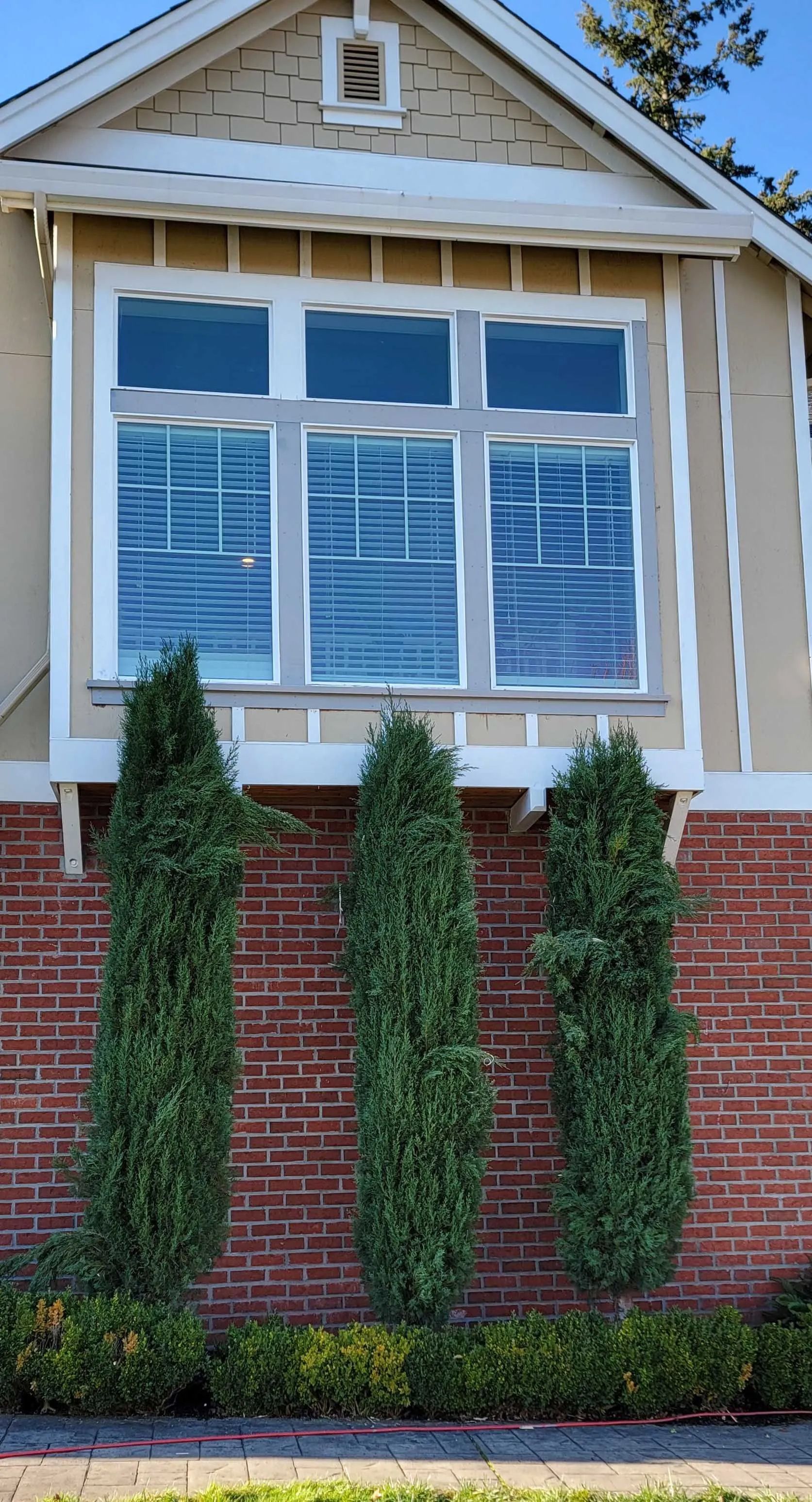 Three tall evergreen shrubs in front of a house with a white-trimmed window and brick facade