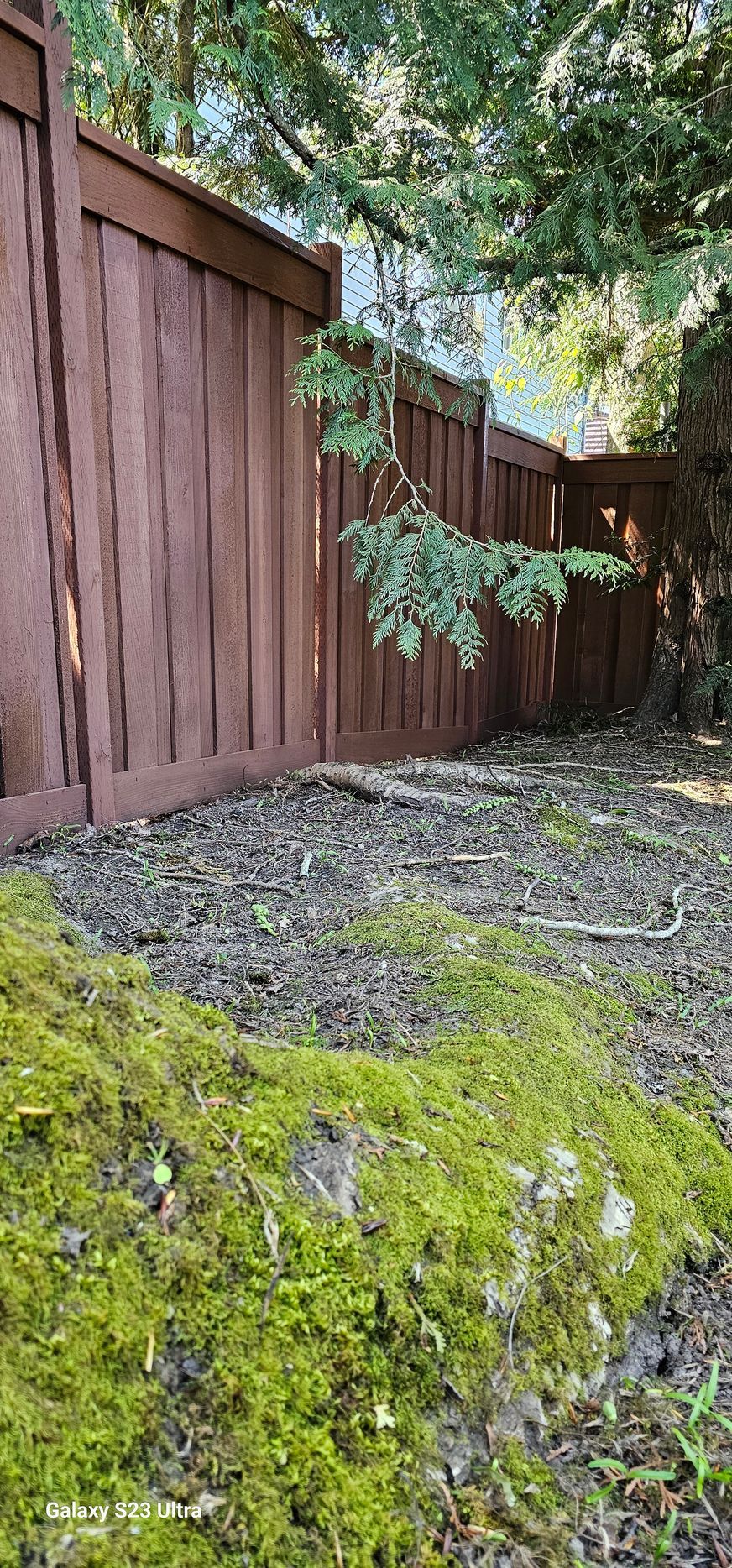 A brown wooden fence in a yard with moss and mulch; trees are in the background.