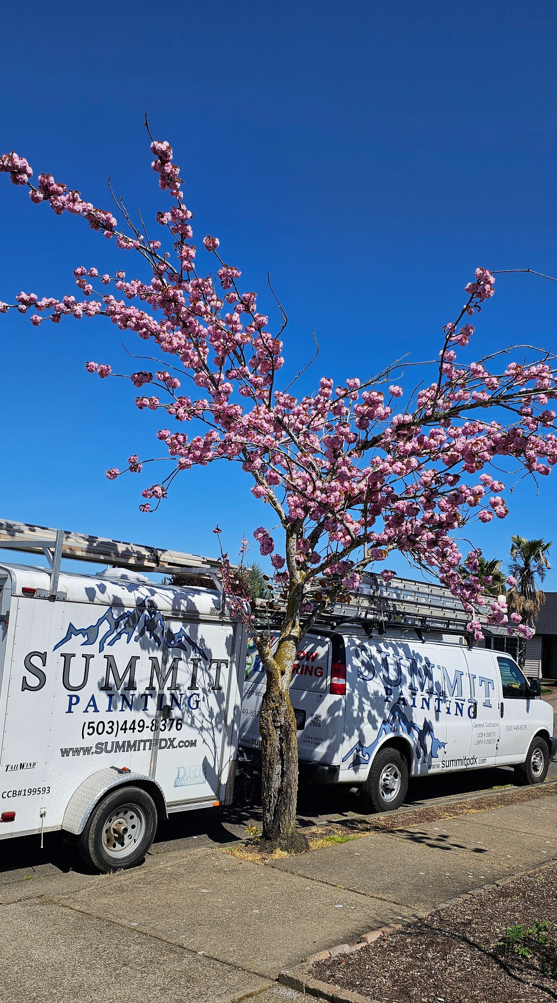 White service vans parked next to a flowering tree against a bright blue sky.