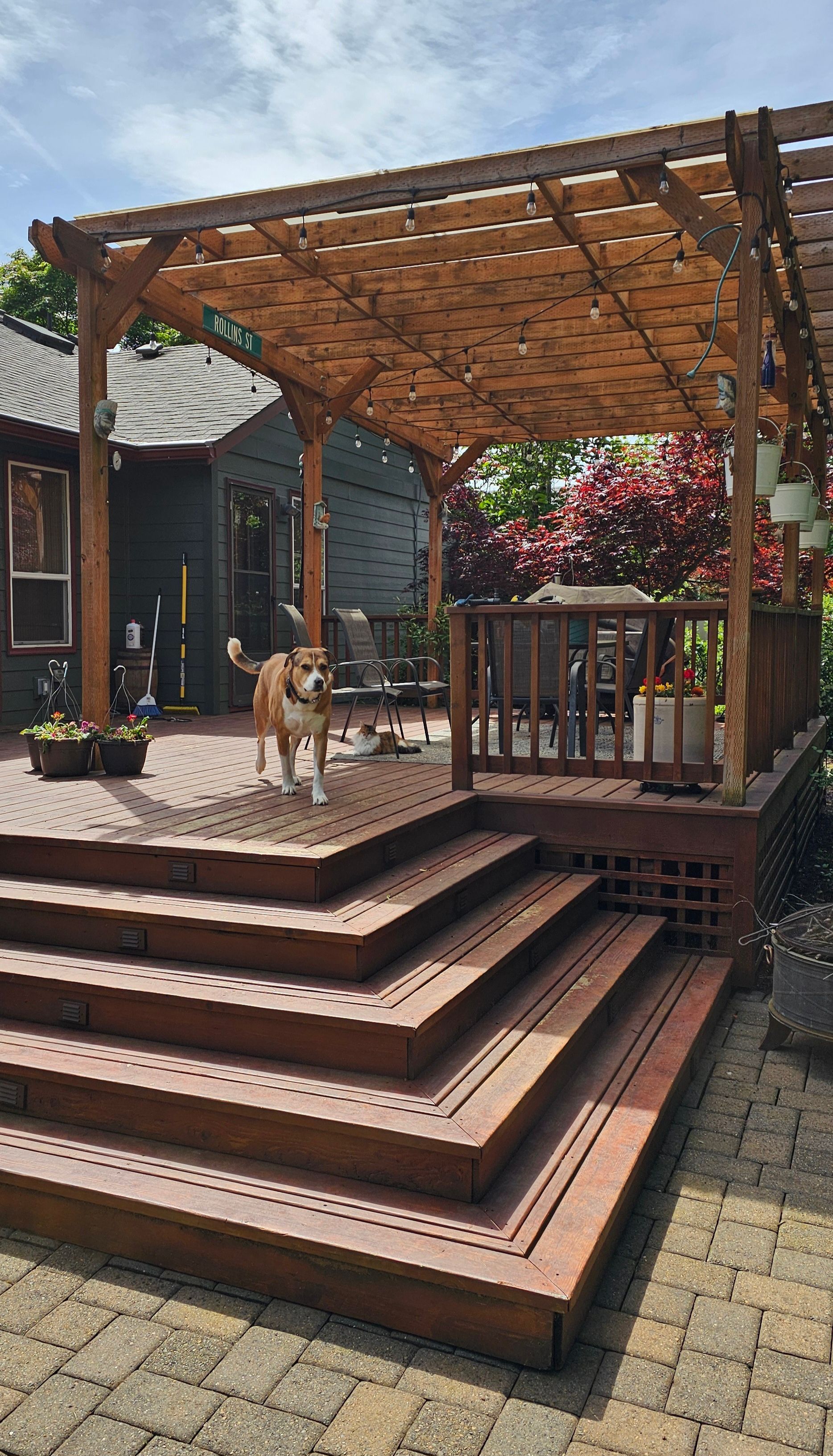 Dog stands on a wooden deck with pergola; dark house in the background. Sunny day.