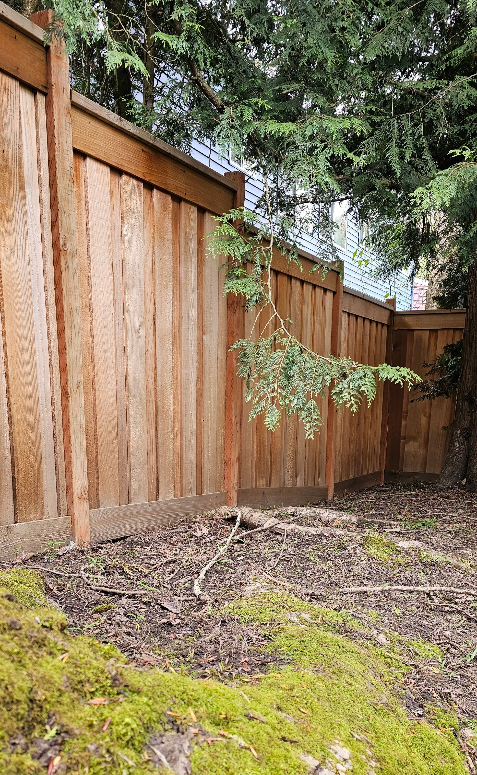 Wooden fence in a yard with brown leaves and green moss. A small tree grows near the fence.