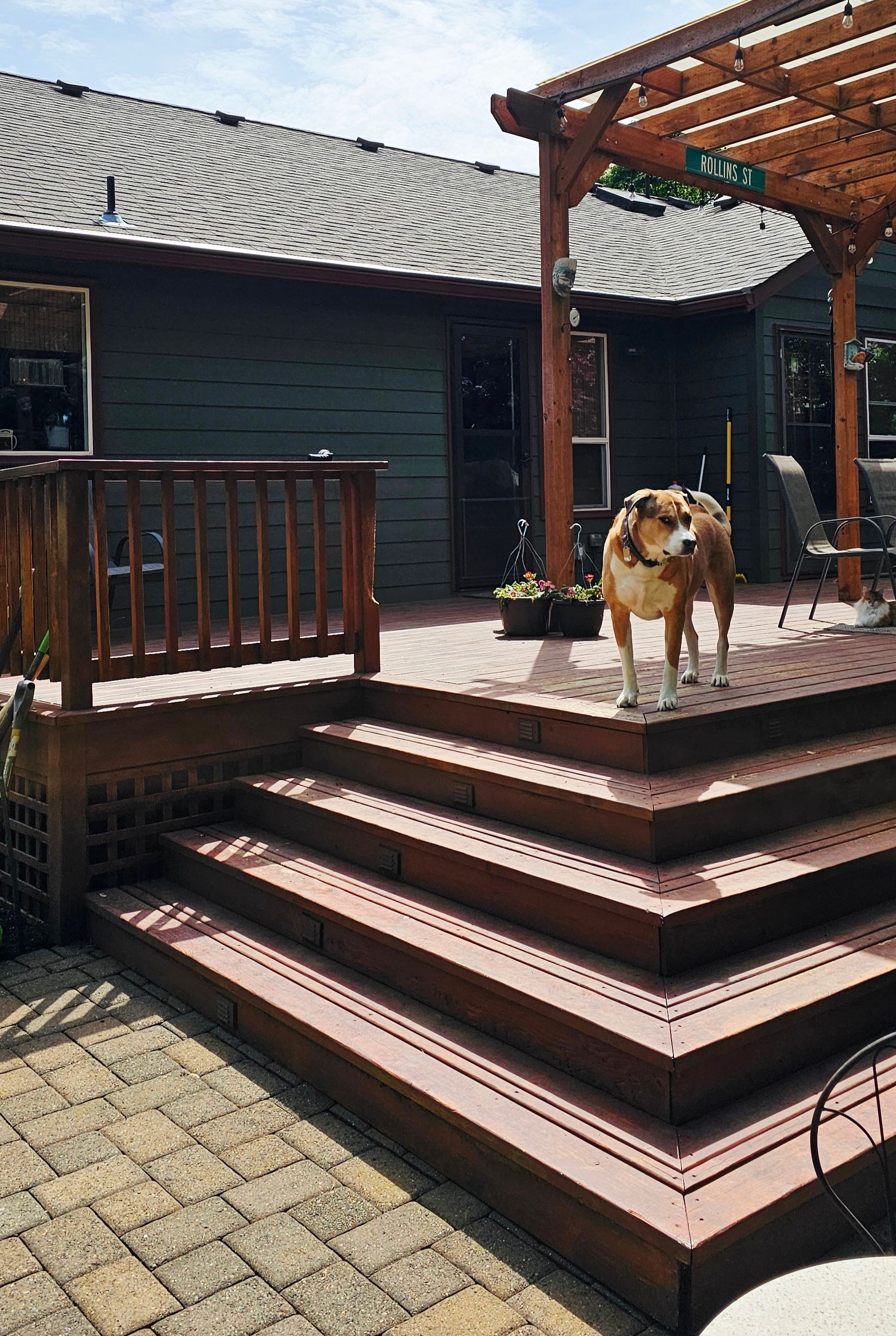 Dog standing on wooden deck stairs in front of a green house with pergola.