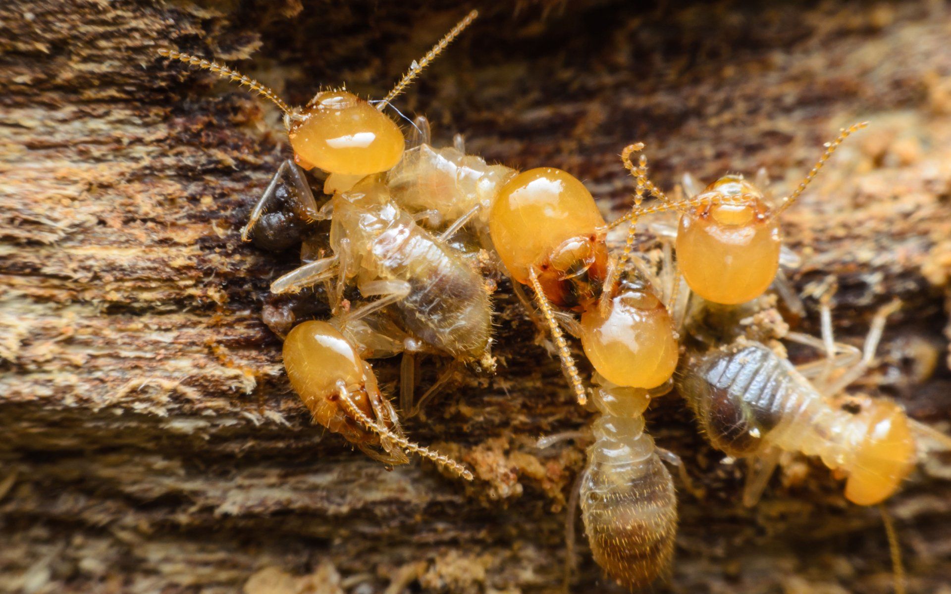 Termite control