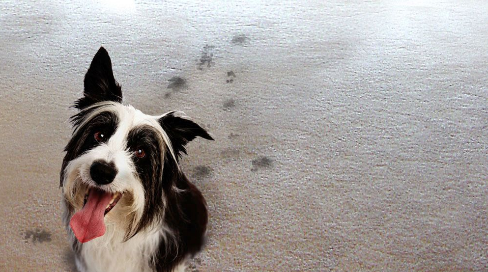 Black and white dog with pink tongue, beside a trail of muddy paw prints on concrete.