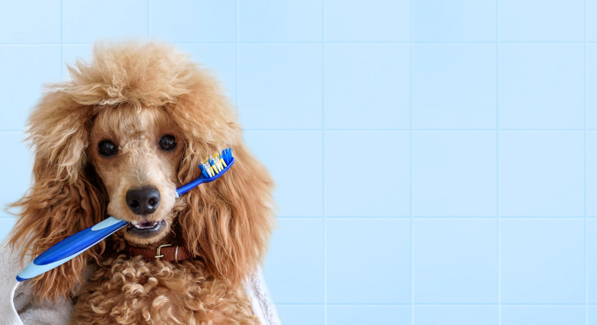 Franklin Veterinary Associates