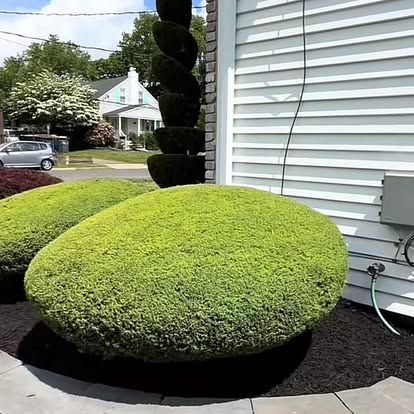 Rounded green shrub beside a house with black mulch and a suburban street in the background