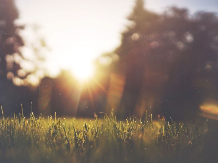The sun is shining through the trees in a field of grass.