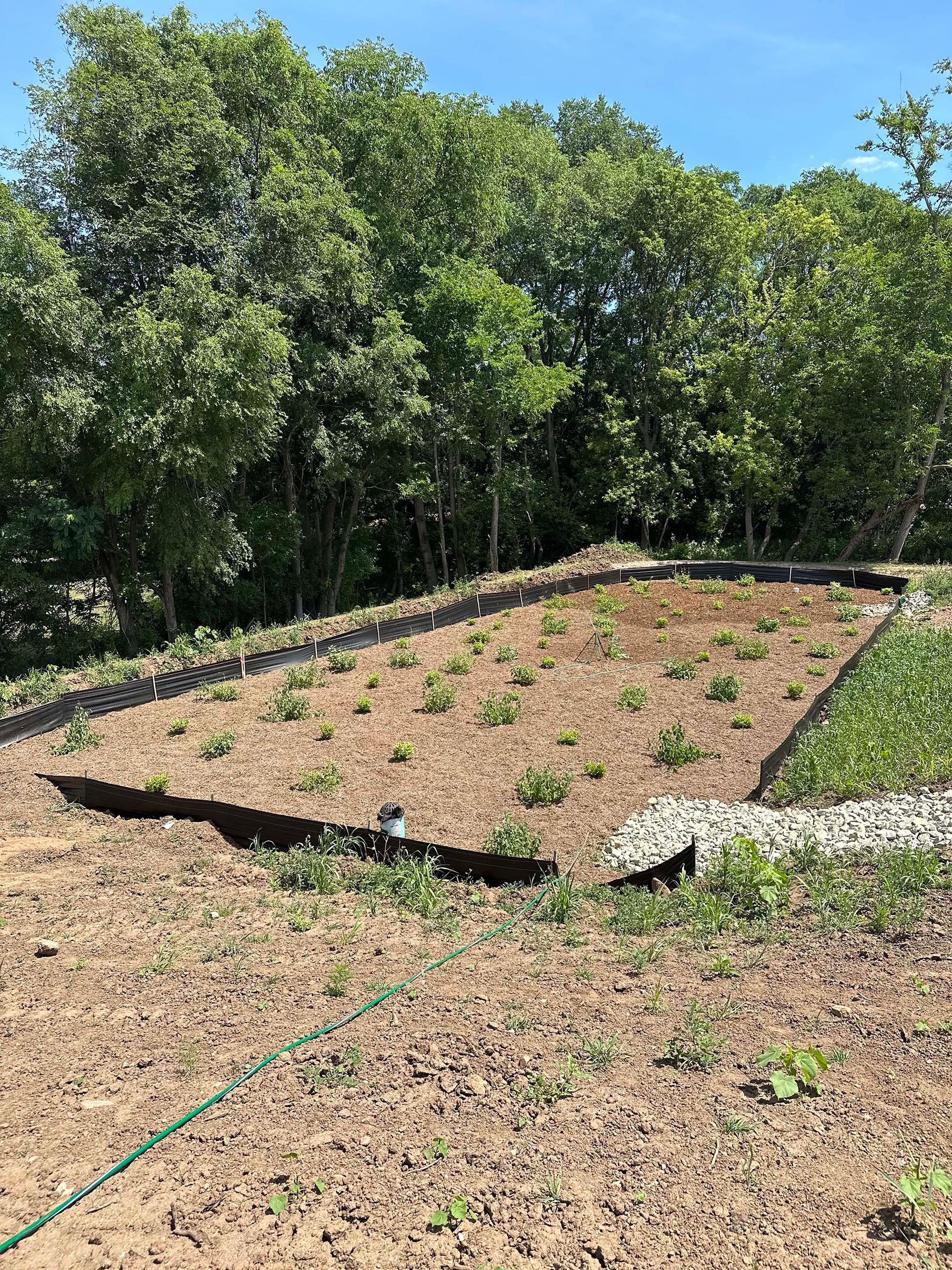 A garden with a hose in the middle of it and trees in the background.