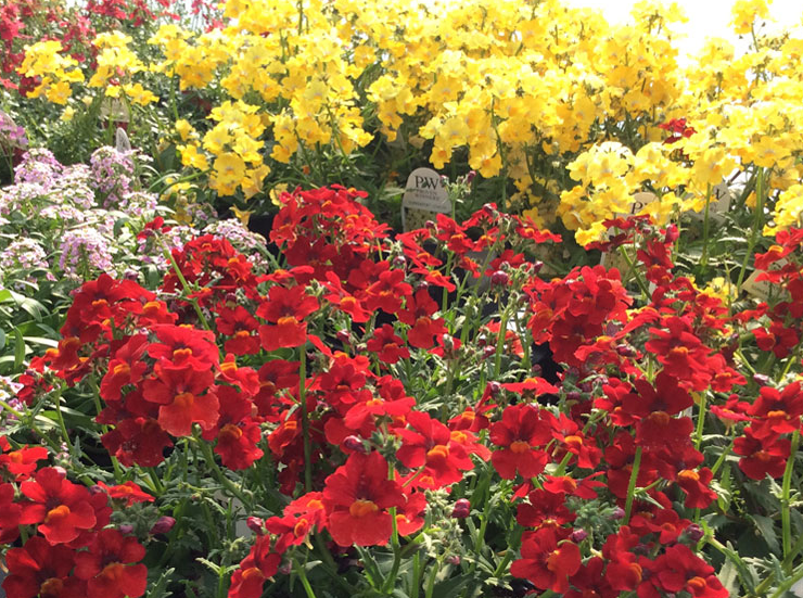 An Eastridge Garden image