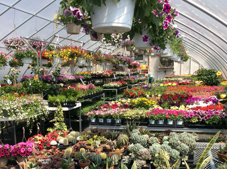 An Eastridge Garden Sales and Special Events | Centreville MD