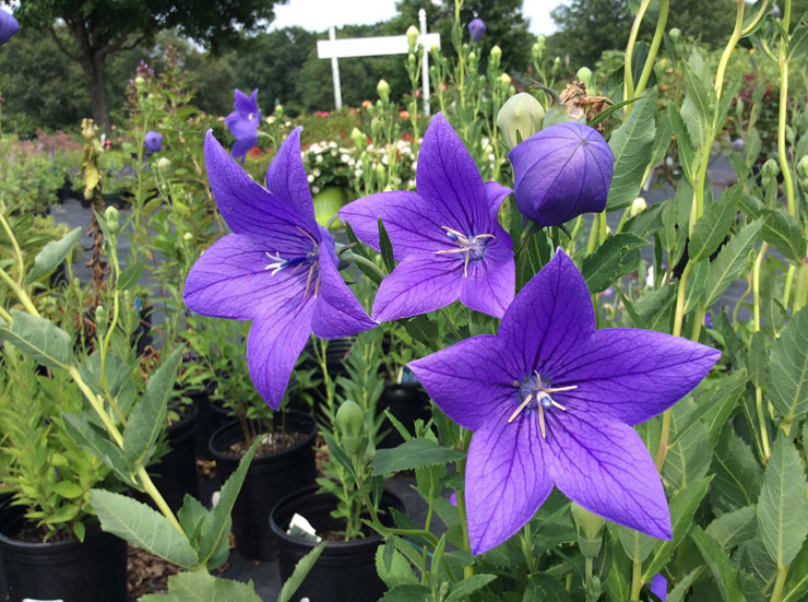 An Eastridge Garden image