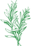 Green leafy herb sprig
