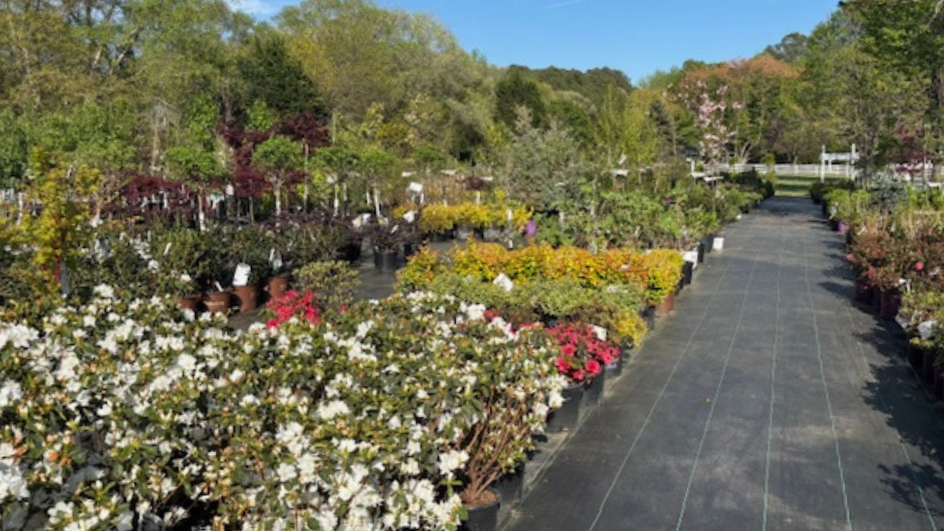 Garden path beside colorful flower beds and shrubs under sunny trees