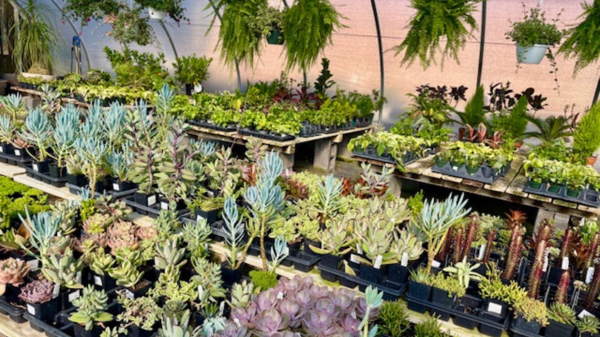Rows of potted succulents and cacti on display in a sunny garden nursery outdoors
