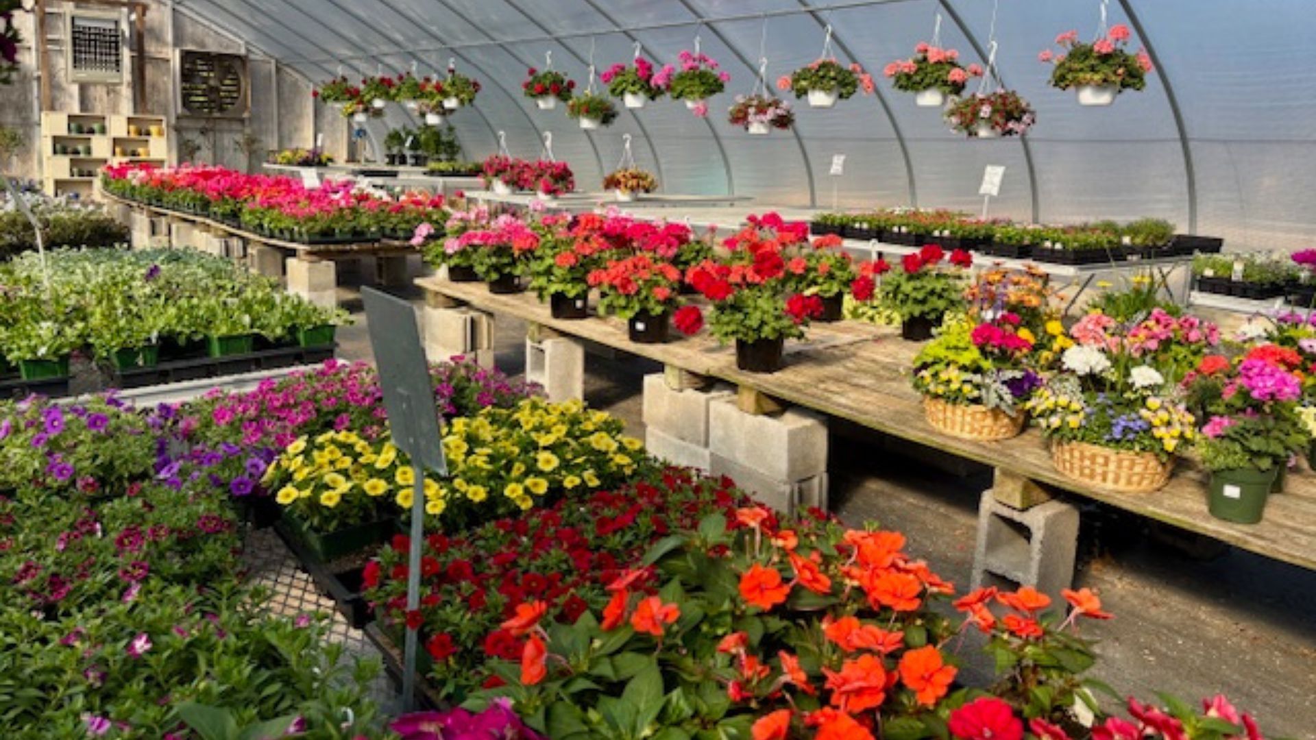 Greenhouse full of colorful potted flowers on tables and hanging baskets, with rows of blooming plants.