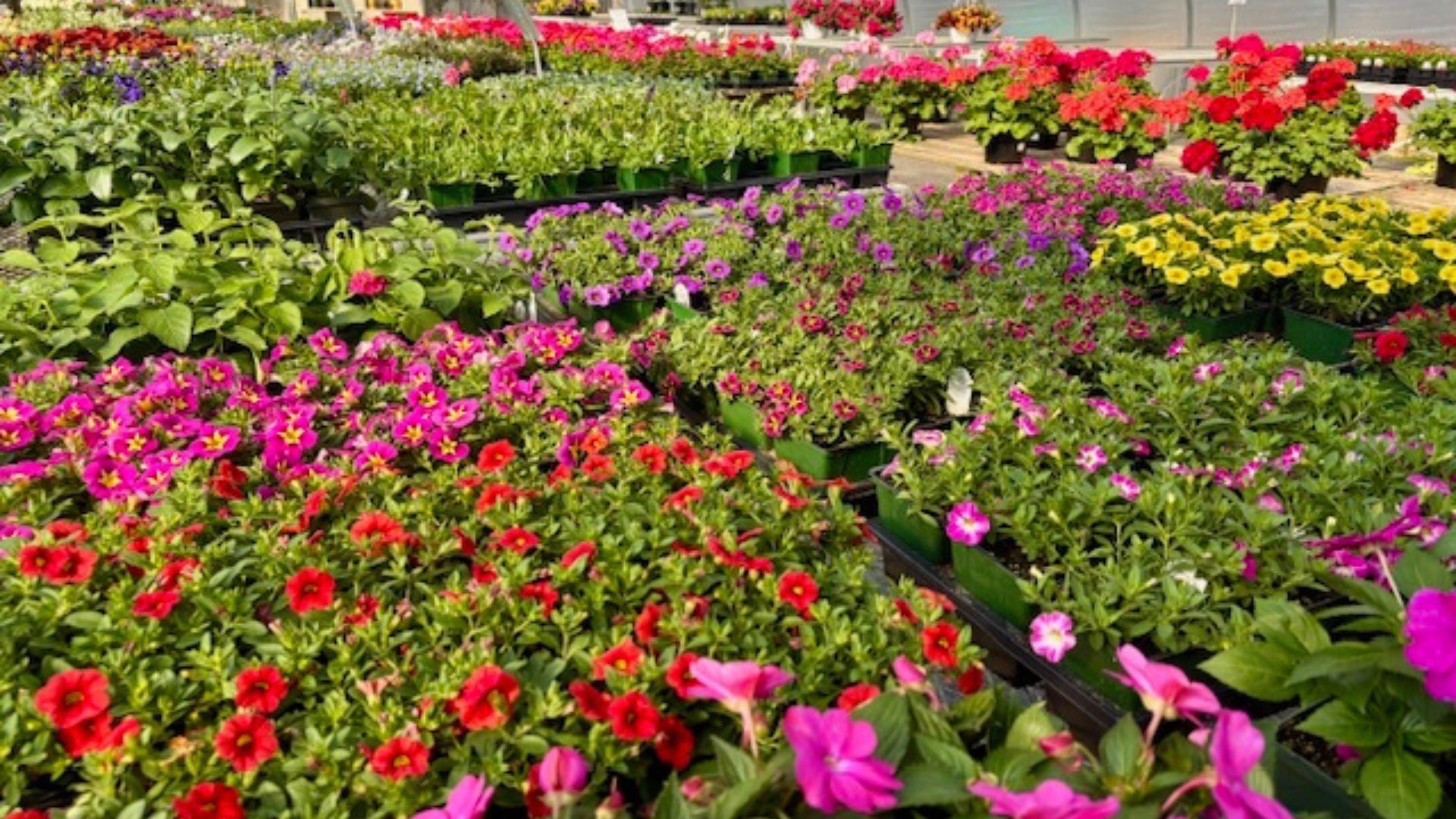 Colorful flower beds with pink, red, and yellow blooms in a lush garden nursery