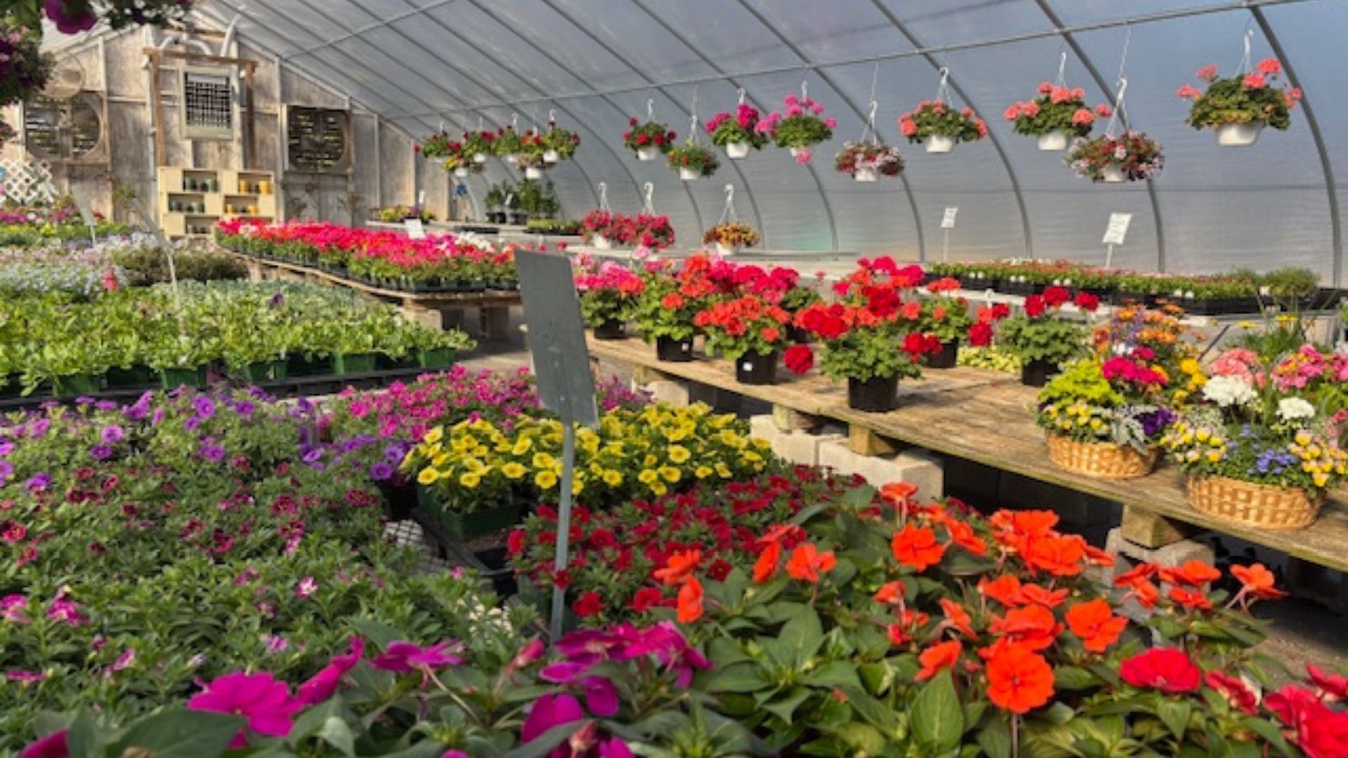 Rows of colorful flowers in a greenhouse, with hanging baskets and a curved translucent roof