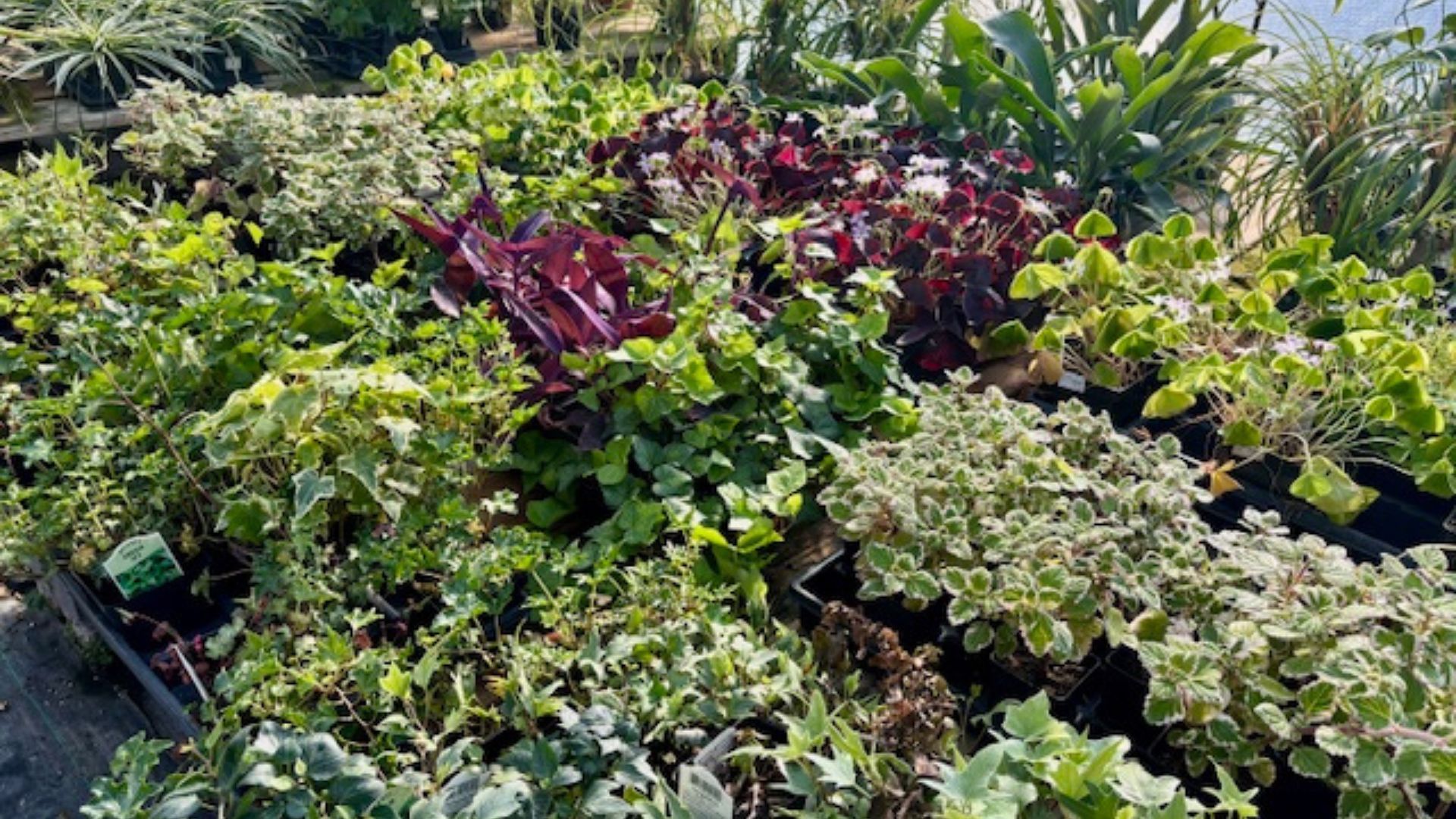 Dense leafy garden bed with mixed green, burgundy, and variegated plants in sunlight