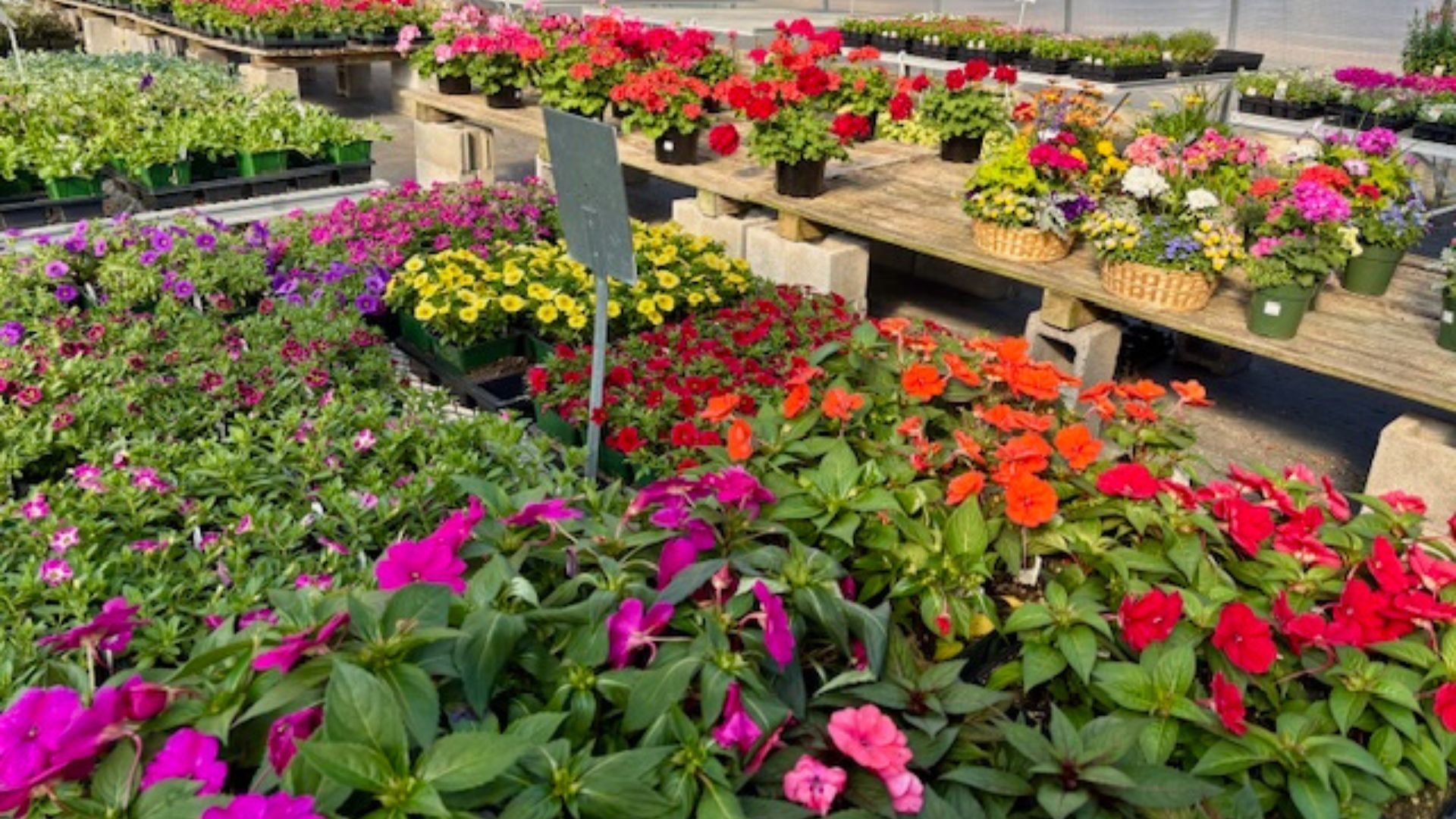 Flower nursery display with rows of colorful potted blooms in pink, red, orange, and white.