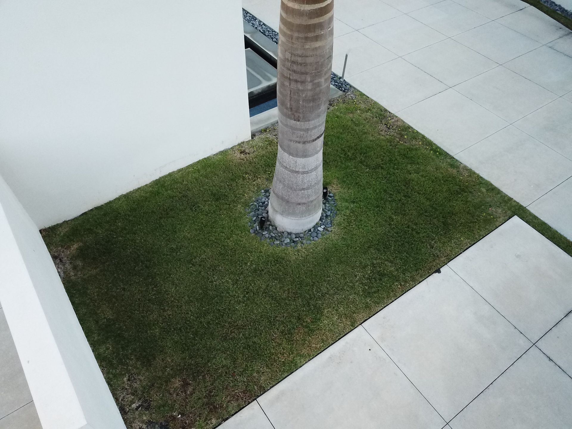 An aerial view of a palm tree in the middle of a lush green field.