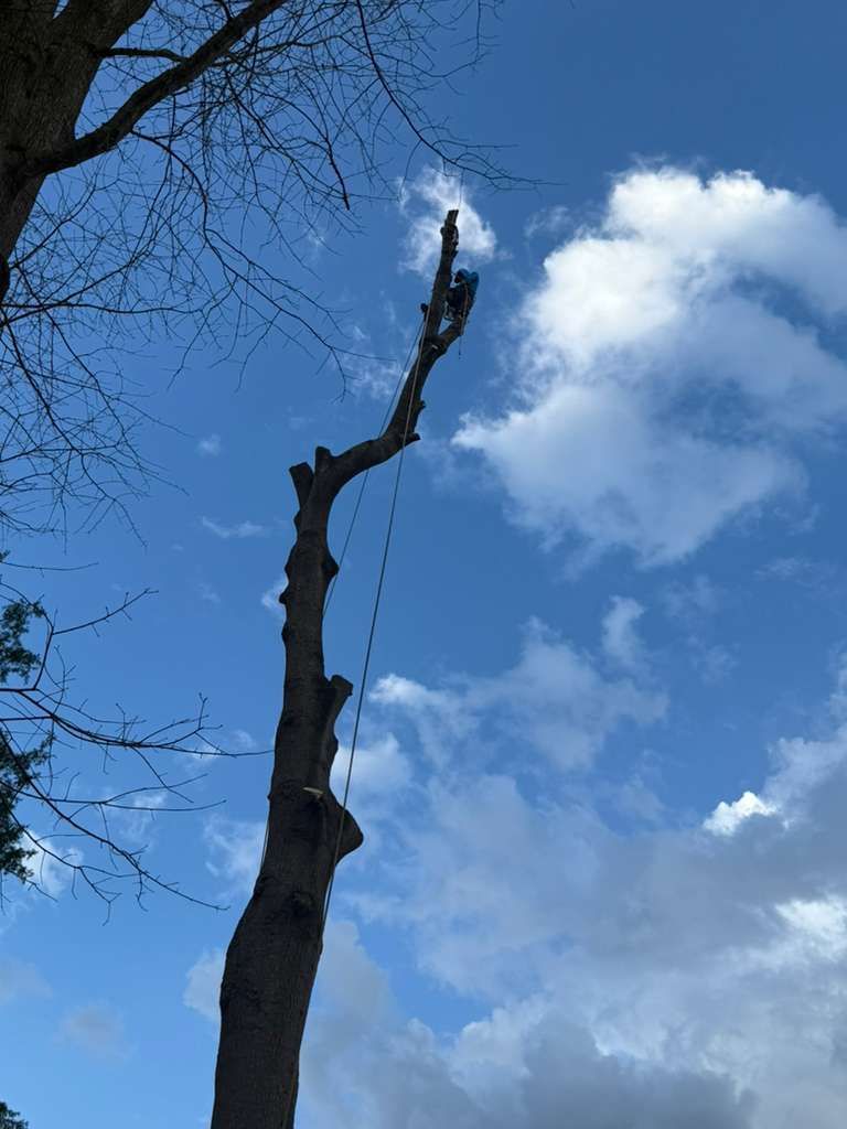A worker wearing protective gear climbs a tall, bare tree trunk against a blue sky with white clouds.