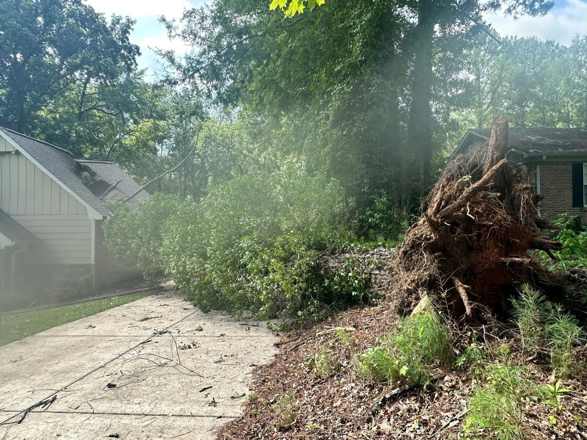 A large, uprooted tree lies across a paved driveway next to a house.