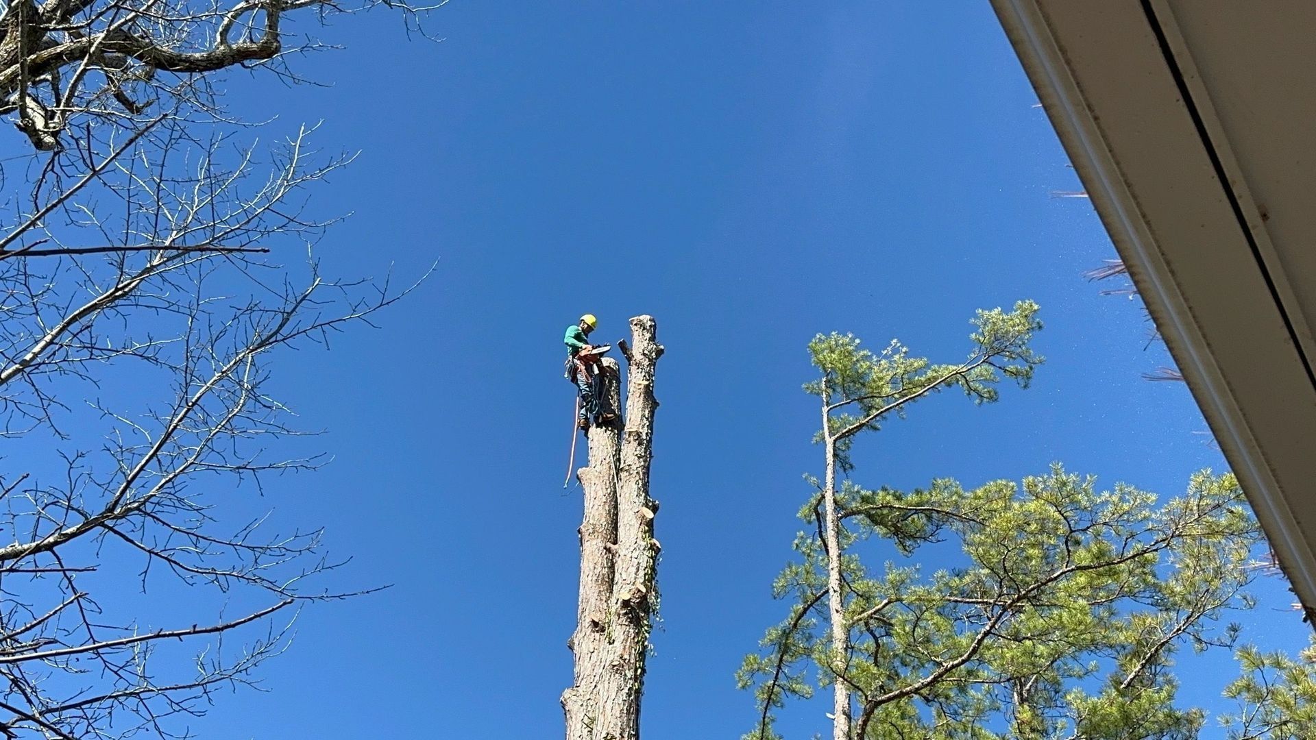 An arborist in a harness stands atop a tall, stripped tree trunk against a clear blue sky, preparing to cut.