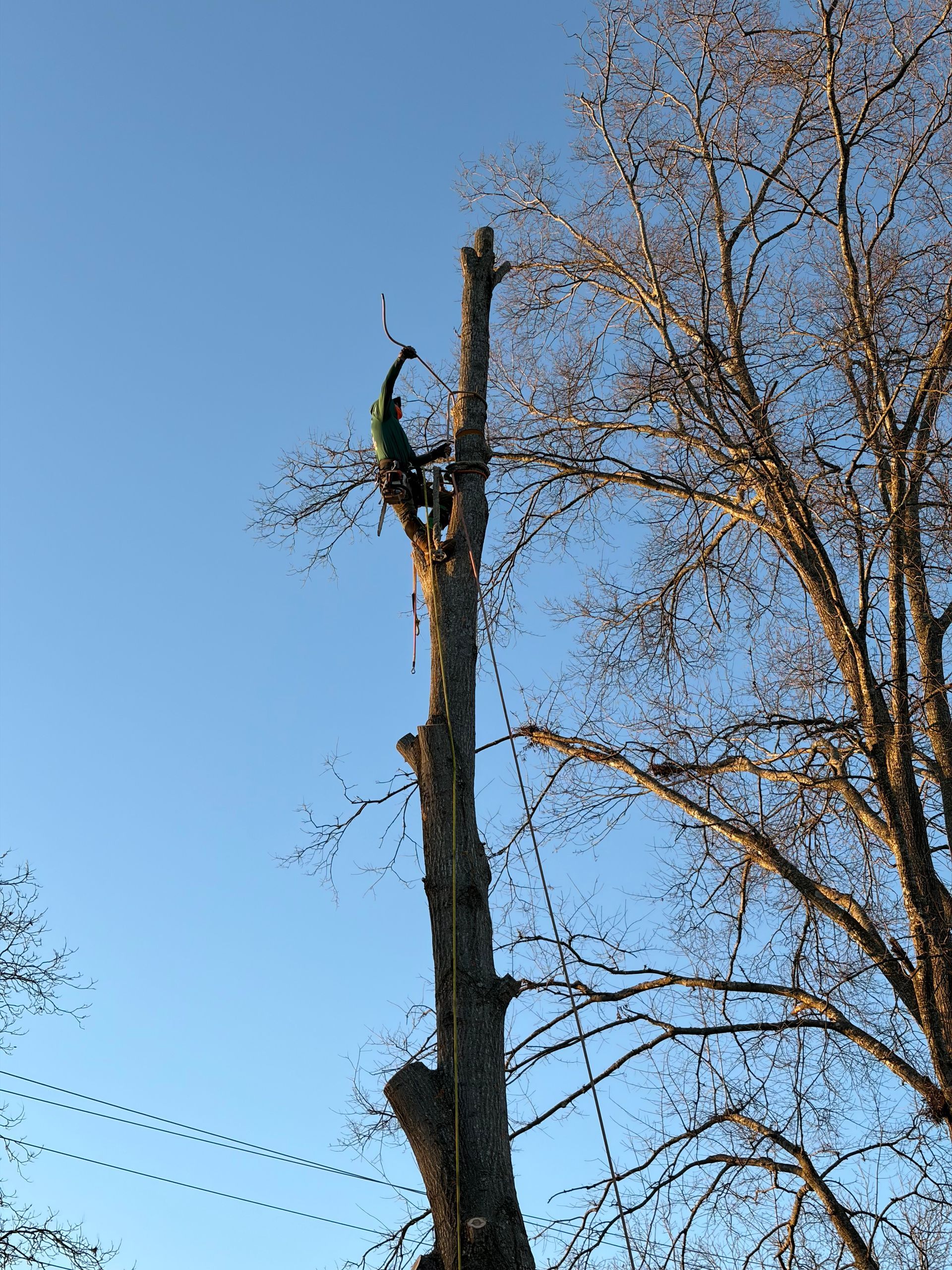 A tree worker wearing a harness and safety gear is suspended high in a tall, leafless tree, pruning branches against a blue sky.