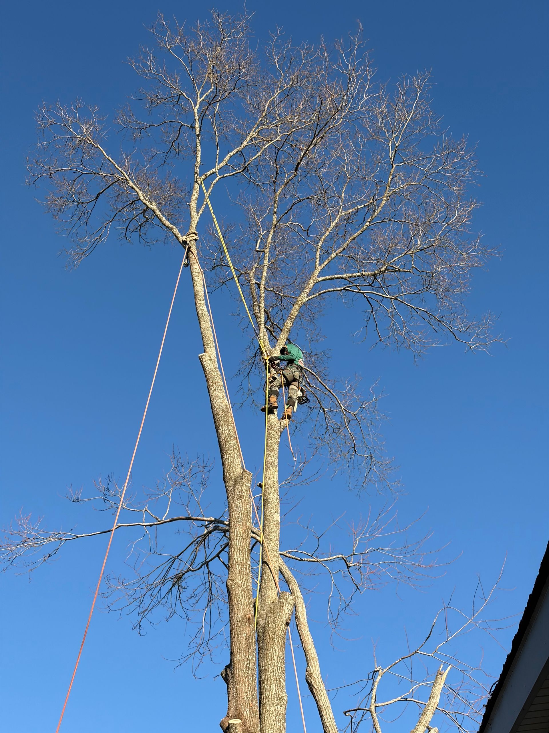 A tree surgeon in protective gear climbs a bare tree against a bright blue sky.