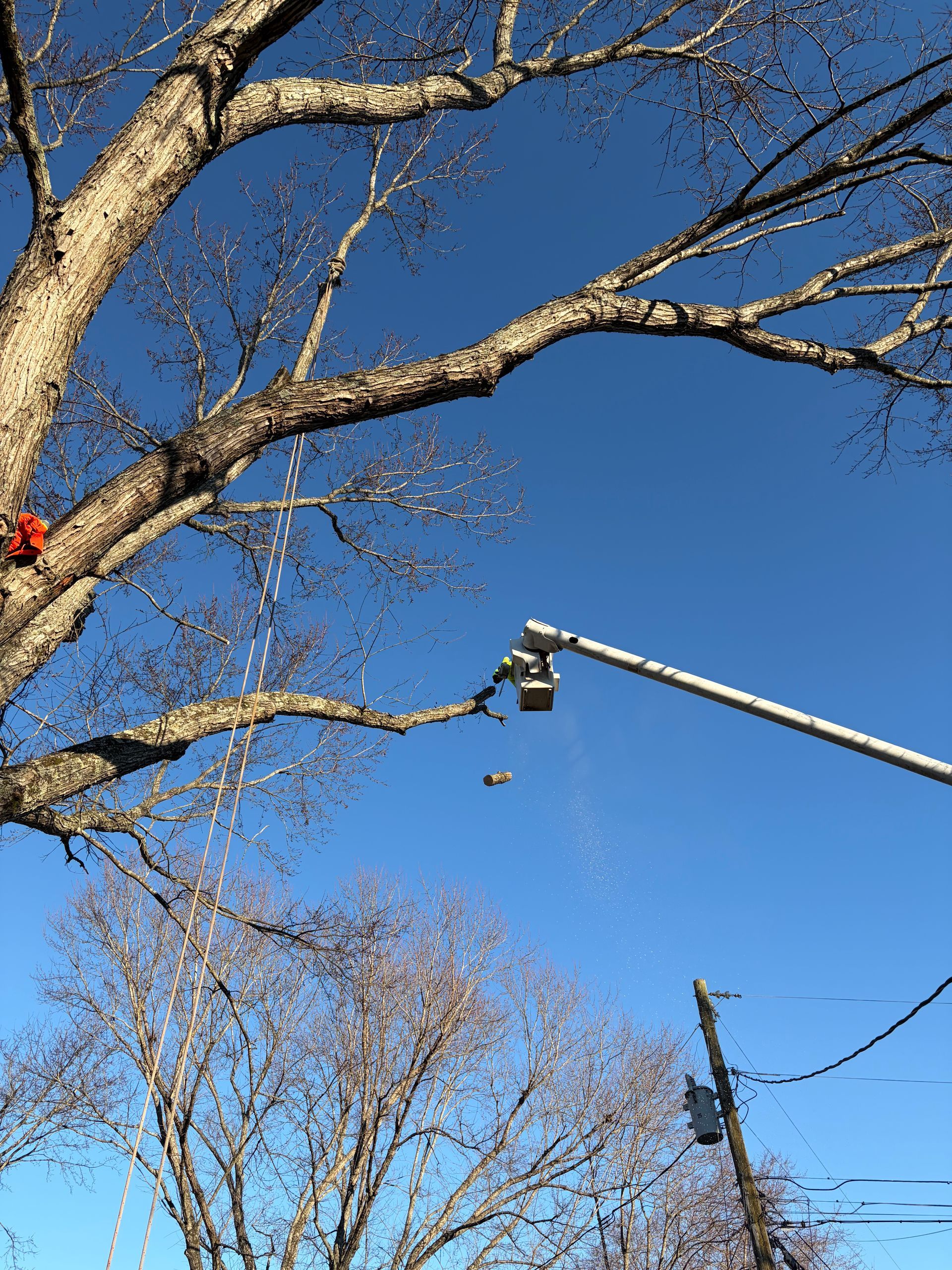 A person in an aerial lift bucket trims branches from a large tree against a clear blue sky.