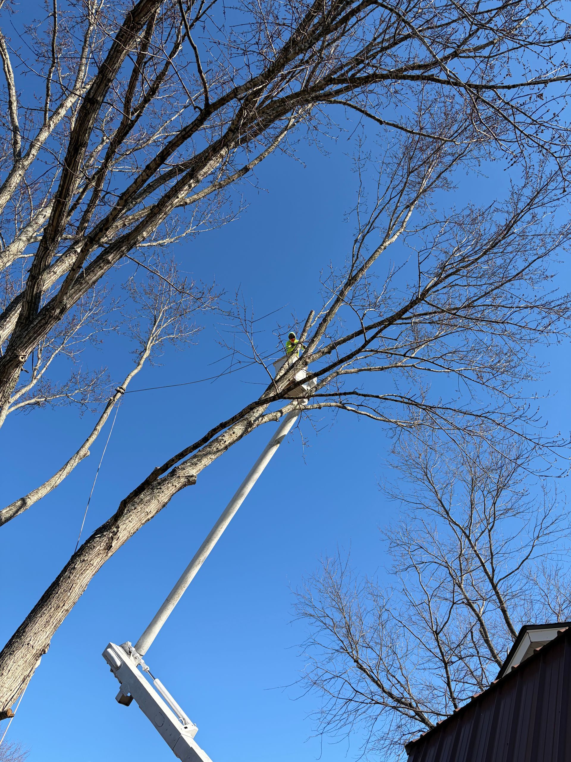 A worker in a bucket truck high in a tree, trimming branches against a clear blue sky.