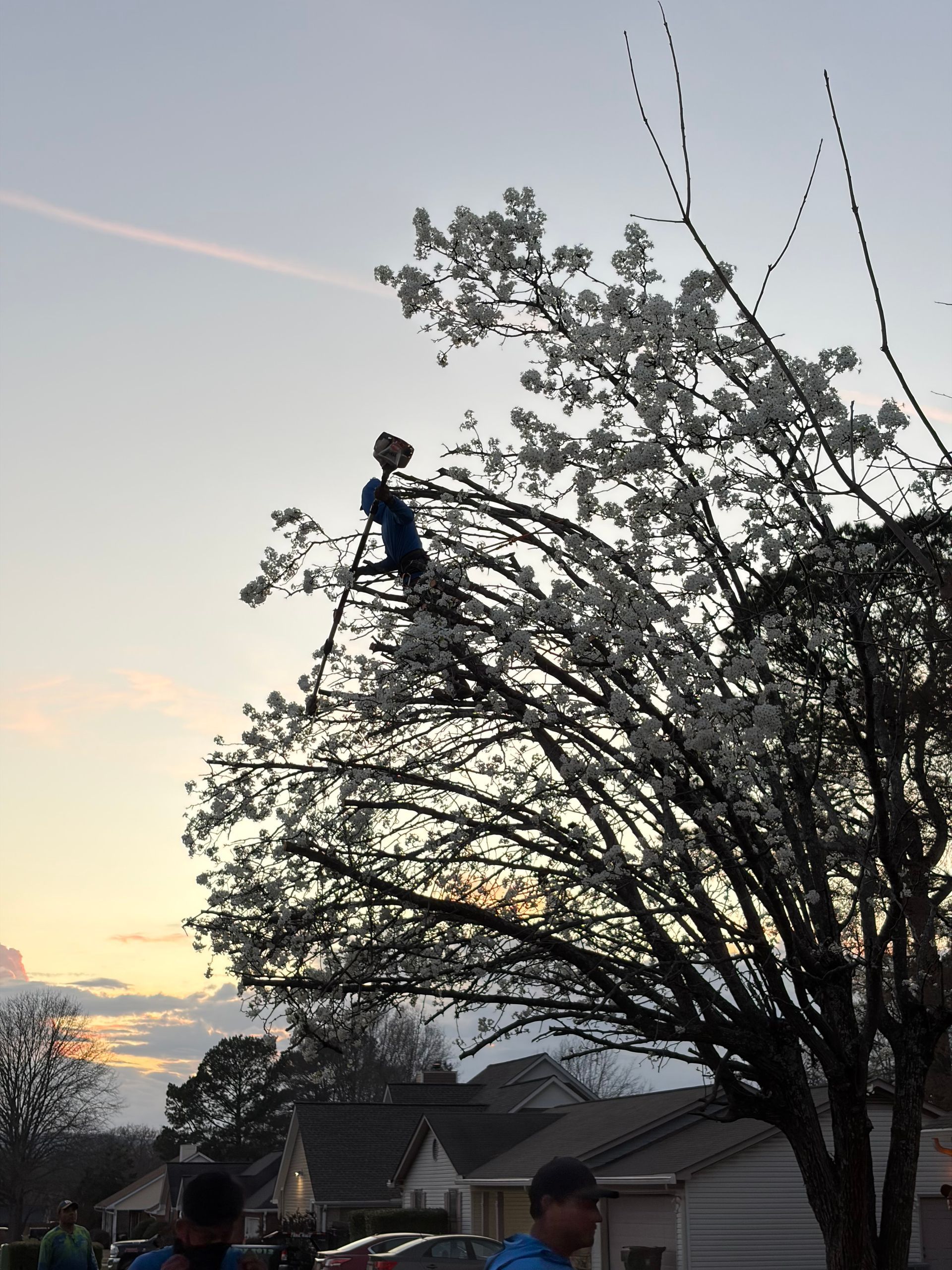 A person on a ladder reaching into a blooming white tree at dusk, with houses visible in the background.