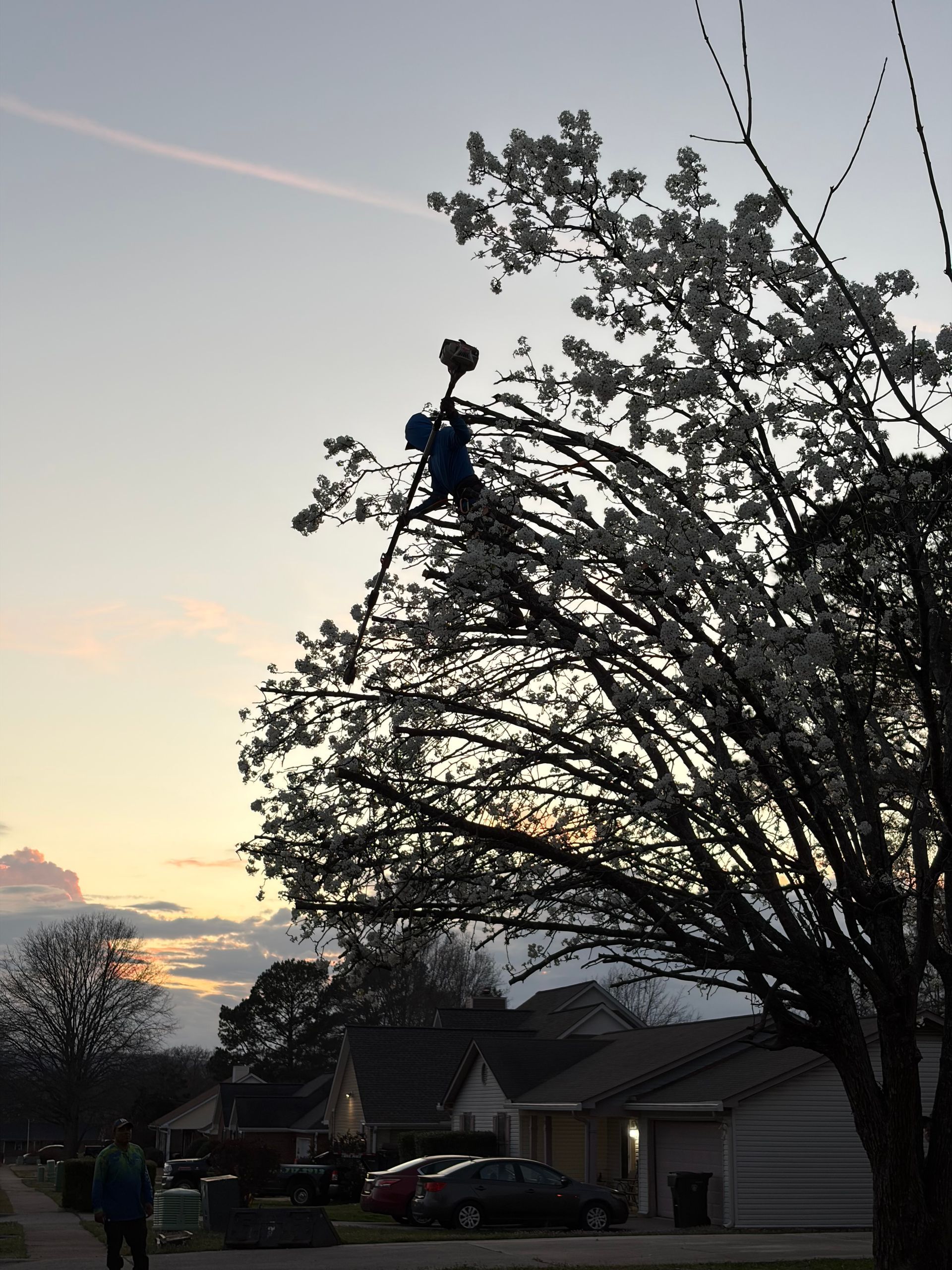 A silhouette of a person standing high in a blooming tree during sunset, holding a tool aloft while pruning branches.