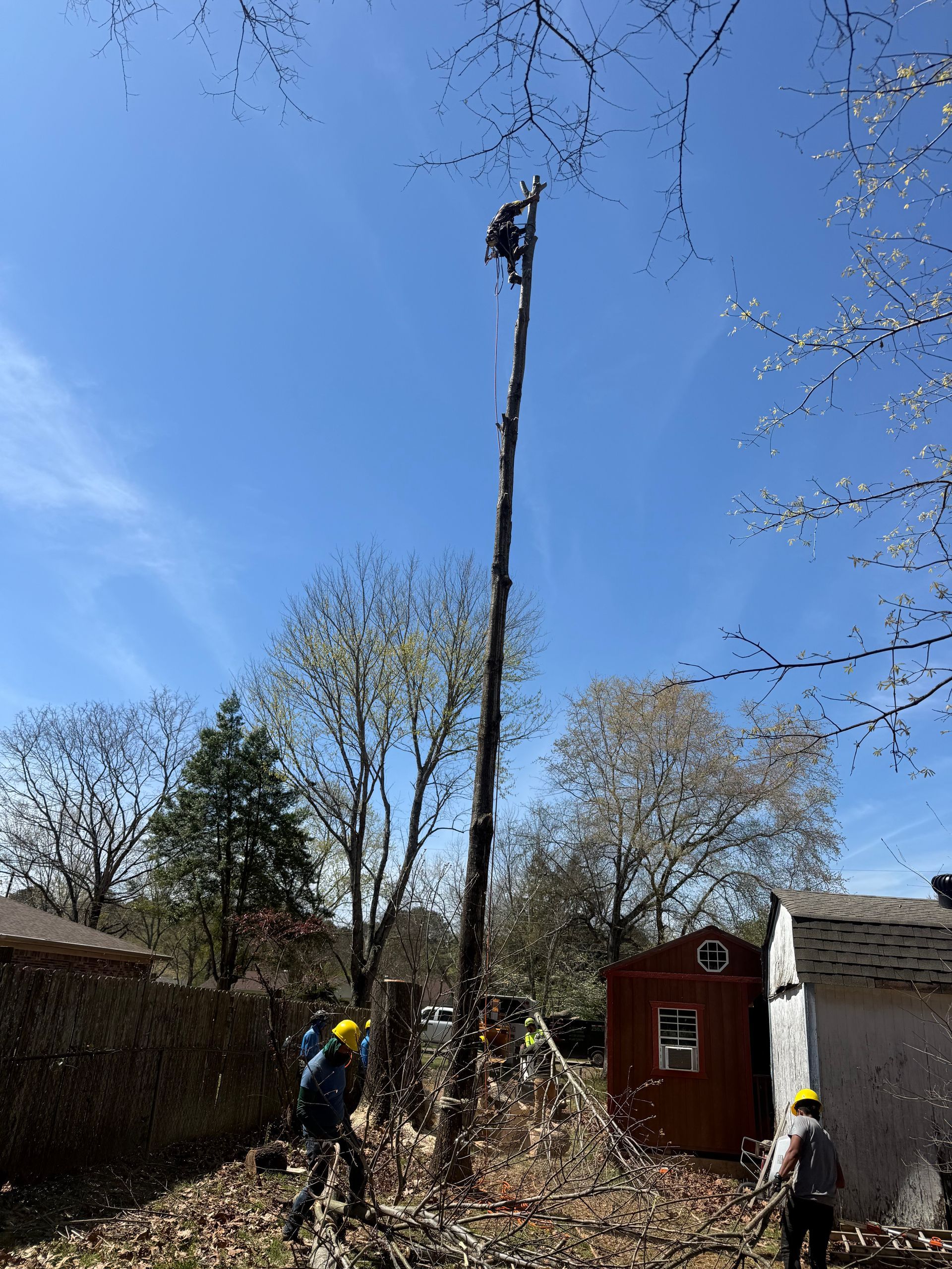 A worker climbs a tall, branchless tree trunk while two others stand on the ground at a residential property.