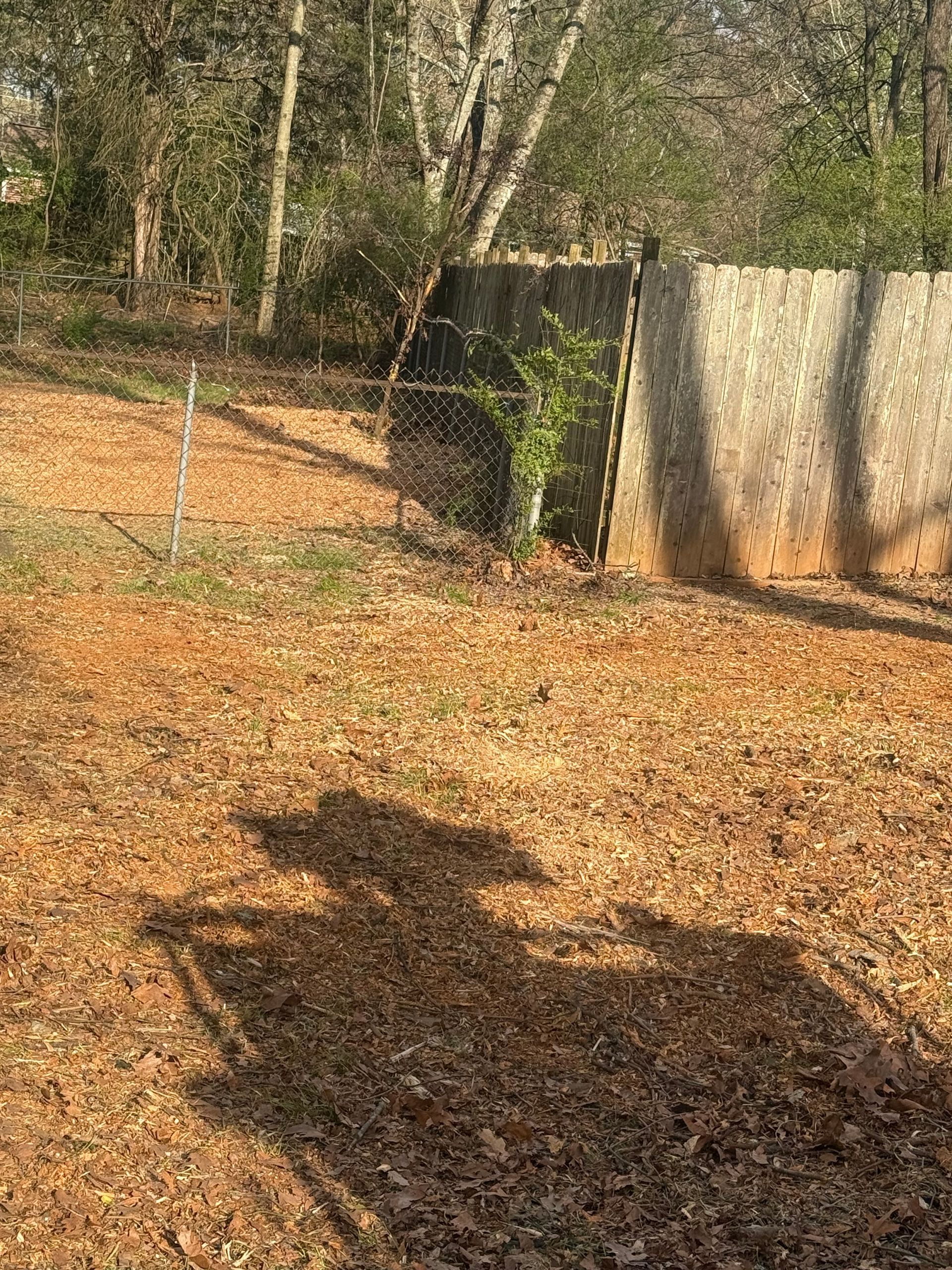 A long shadow of a person sitting in a chair is cast across a yard covered in fallen leaves near a wooden fence.