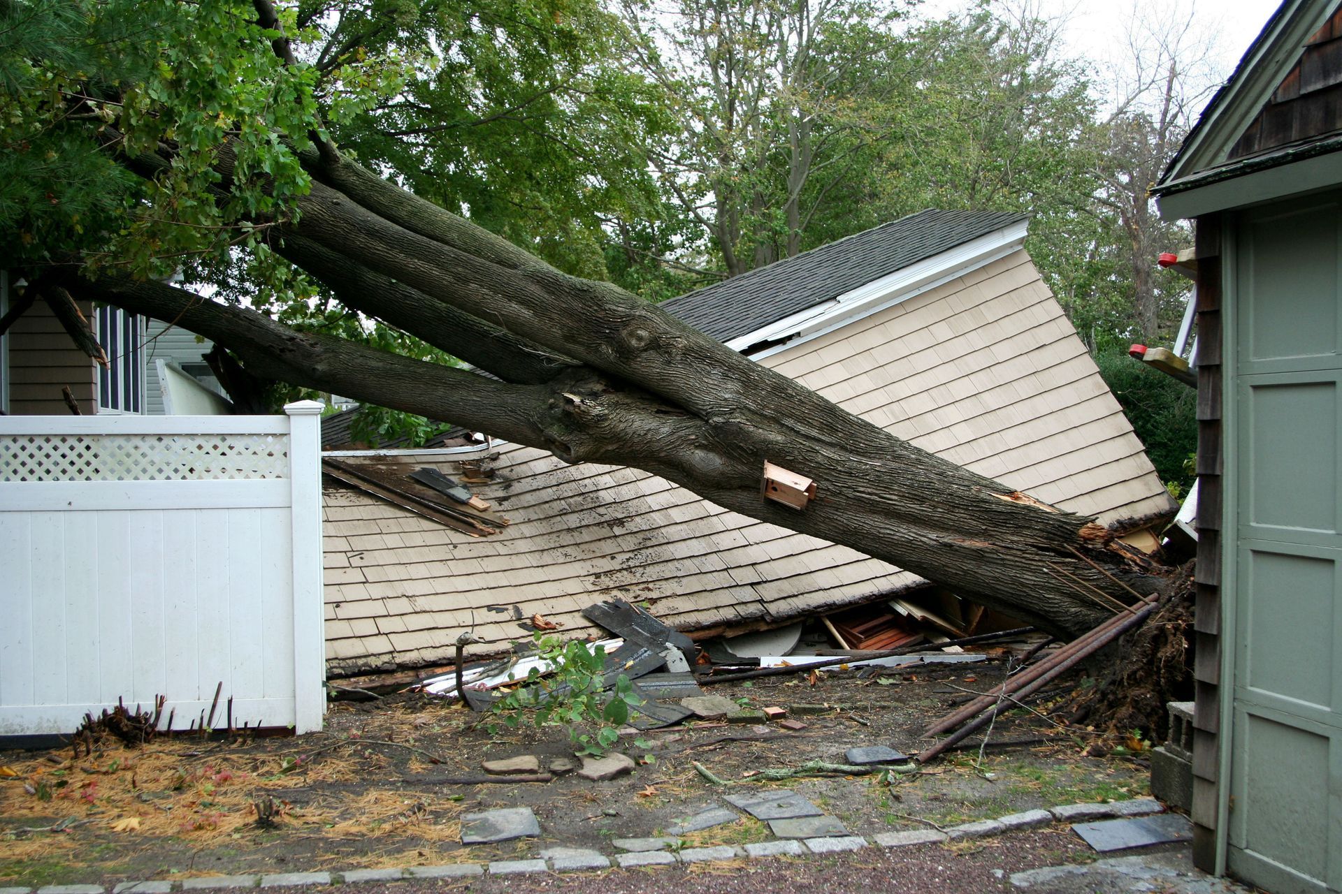 tree removal service