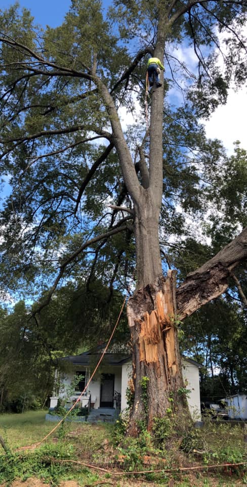 tree removal madison al