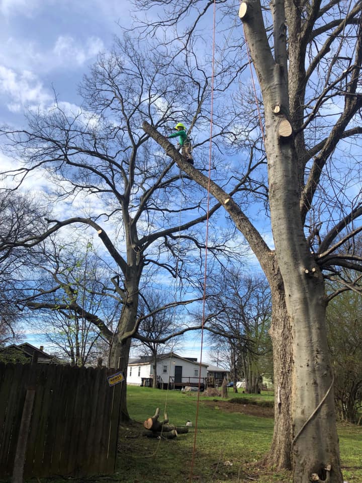 tree service madison al