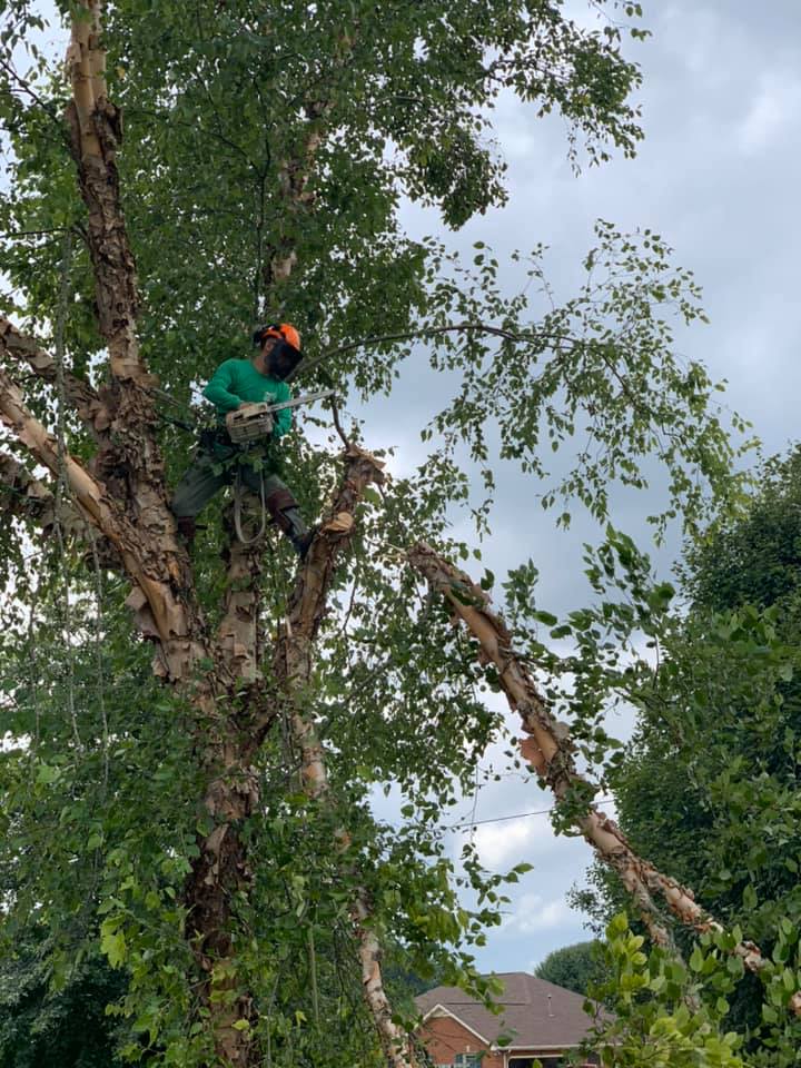 Tree care services