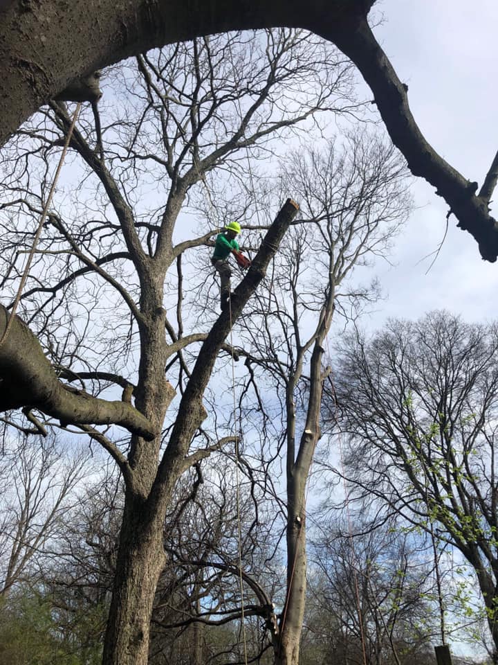 Tree care services