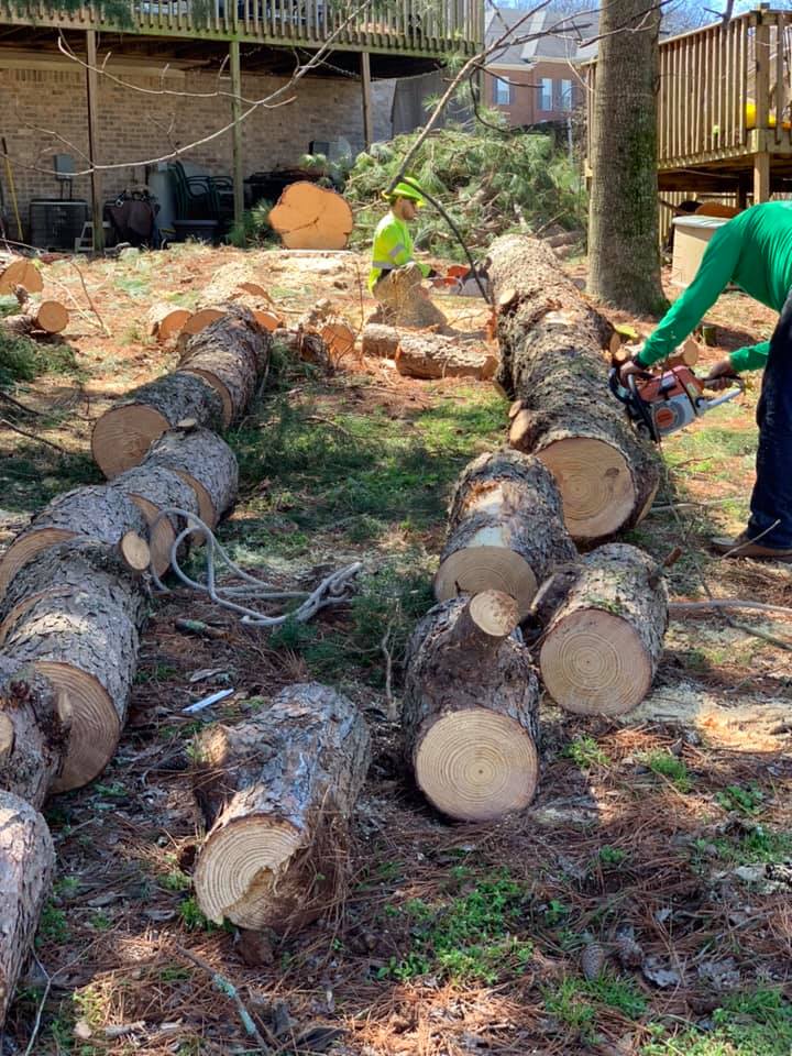 Tree removal services