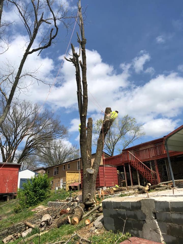 Tree removal services